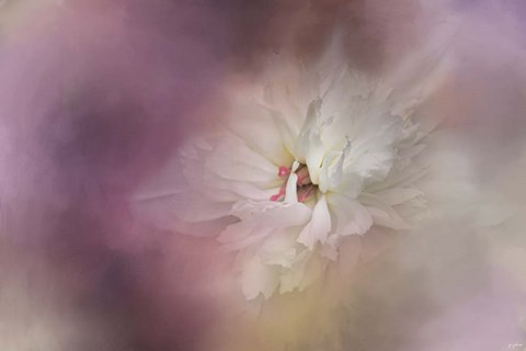 Framed White Peony 1 Print