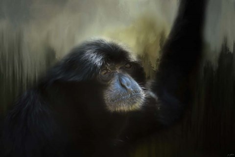 Framed Resting Siamang Ape Print