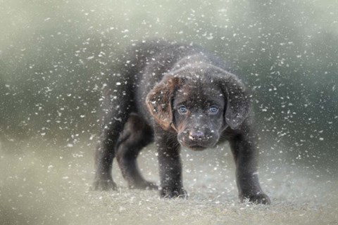 Framed Her First Snow Print