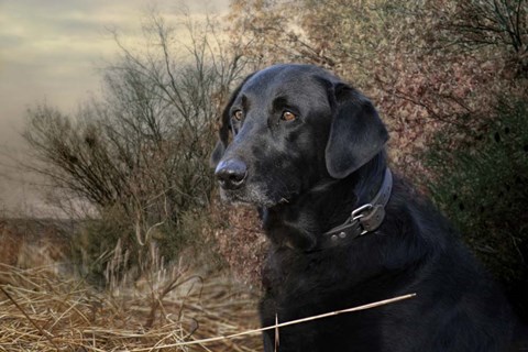 Framed Waiting For The Word Print