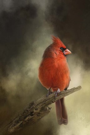 Framed In The January Sun Print