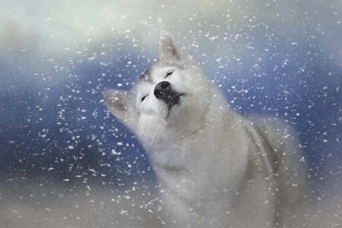 Framed My Favorite Thing About Winter Print