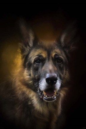 Framed Shepherd Glow Print