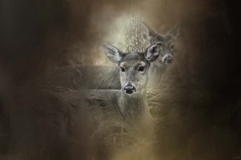 Framed In Our Woods Print