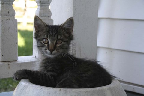 Framed Close up of Cat Print