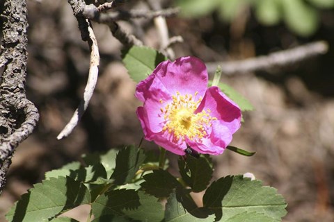 Framed Pink Floral Print