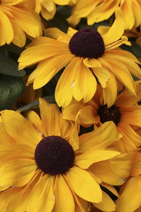 Framed Daisies Print