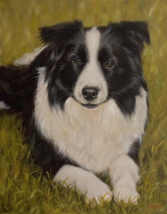 Framed Collie Resting 2 Print