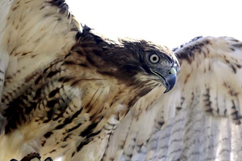 Framed Hawk Swoop Print