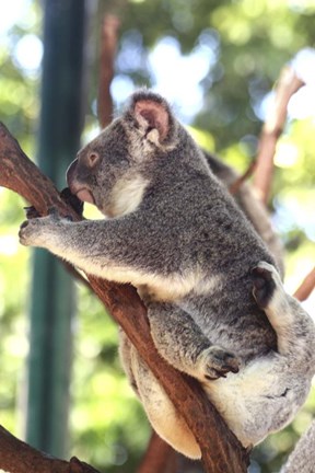 Framed Australia 6 Print