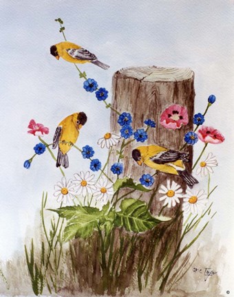 Framed American Goldfinch 3 Print