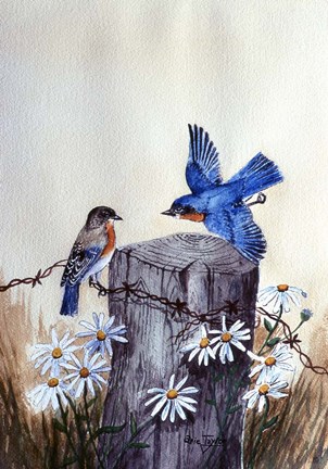 Framed Bluebirds With Daisies 3 Print