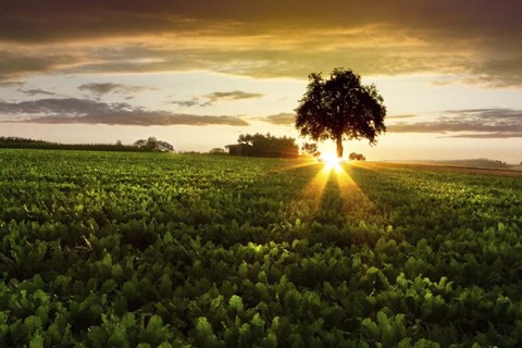 Framed Golden Evening Print