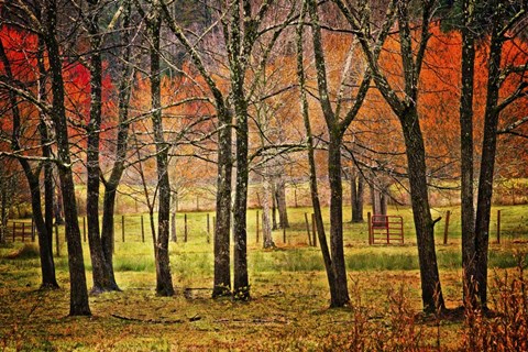 Framed Autumn Grove Print