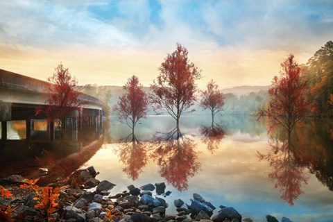 Framed Cypress Autumn Print