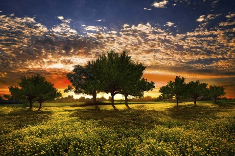 Framed Shadows in the Meadow Print