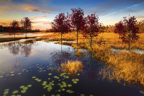 Framed Everglades at Dusk Print