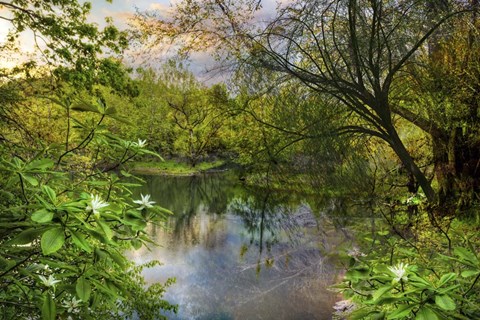 Framed Magnolia Overlook in Summer Print