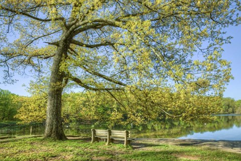 Framed I Will Wait for You in Spring Print