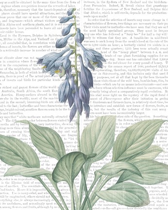 Framed Summer Botanicals II Print