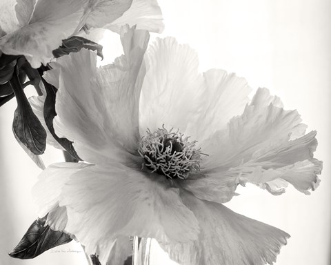 Framed Translucent Peony VI BW Print