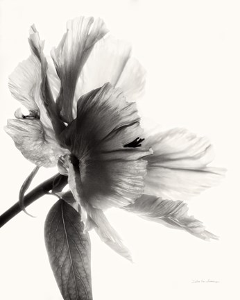 Framed Translucent Peony II BW Print