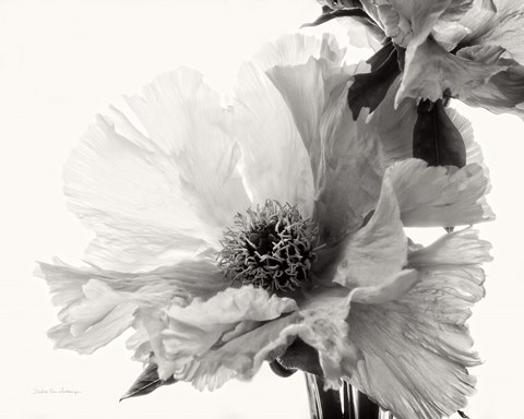 Framed Translucent Peony V BW Print