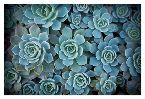 Framed Echeveria III Print