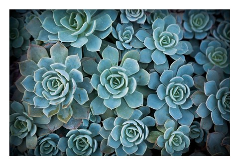 Framed Echeveria III Print