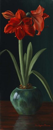 Framed Amarillys II Print