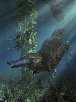 Framed Platypus Print