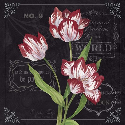 Framed Tulips Print