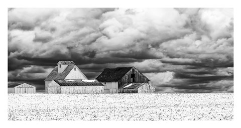 Framed Five White Barns Print