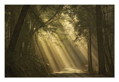 Framed L&#39;esprit du soleil Print