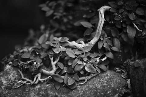 Framed Chanteuse Print