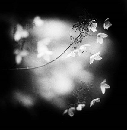 Framed Winter Flowers Print