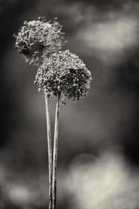 Framed Gris-Gris Print