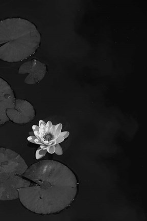 Framed In Camera Print