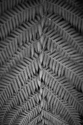 Framed Mr. Kurtz Print