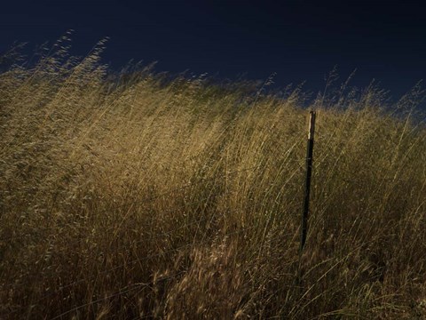 Framed Panhandle Print