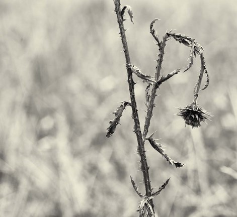 Framed Thistle Study Print