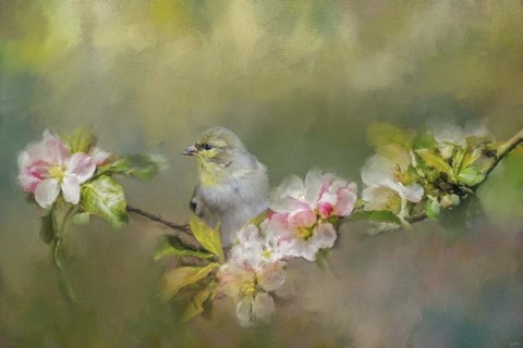 Framed Goldfinch In The Garden 2 Print