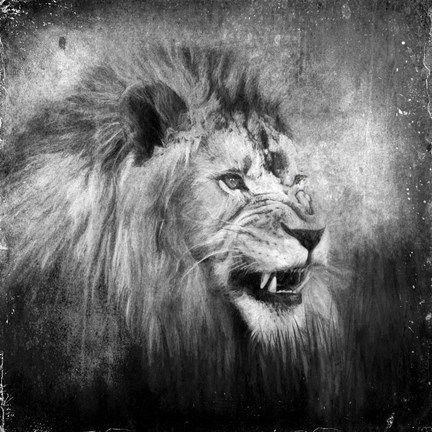 Framed Snarling In Black And White Print