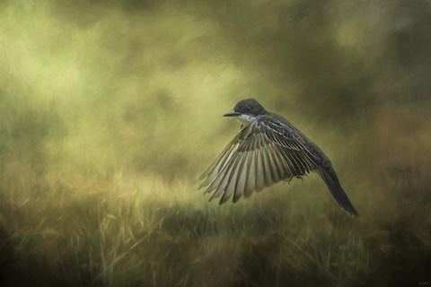 Framed Hovering Print