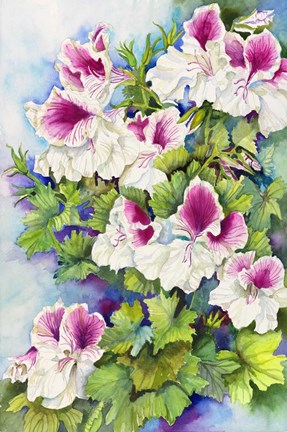 Framed Regal Geranium Print