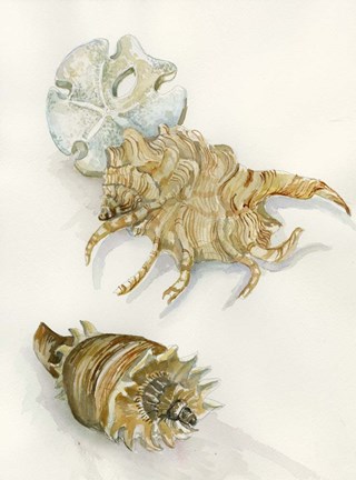 Framed Shell Study Print