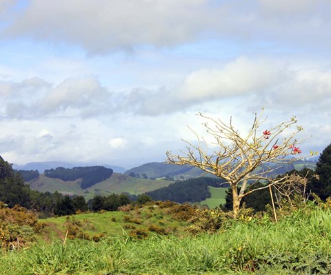 Framed New Zealand 2 Print