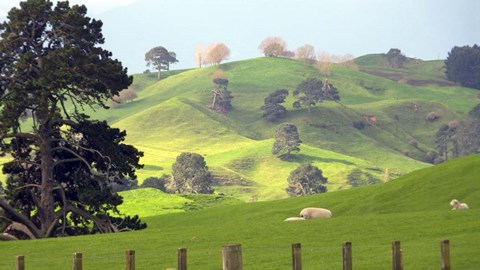 Framed New Zealand 6 Print