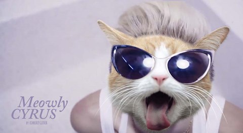 Framed Meowly Cyrus Print