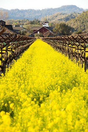 Framed In Full Bloom Print